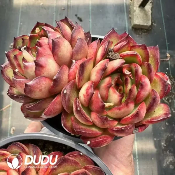 1756124959-1744365114-e202.webp Echeveria Pollyanna Double Head - Image 2