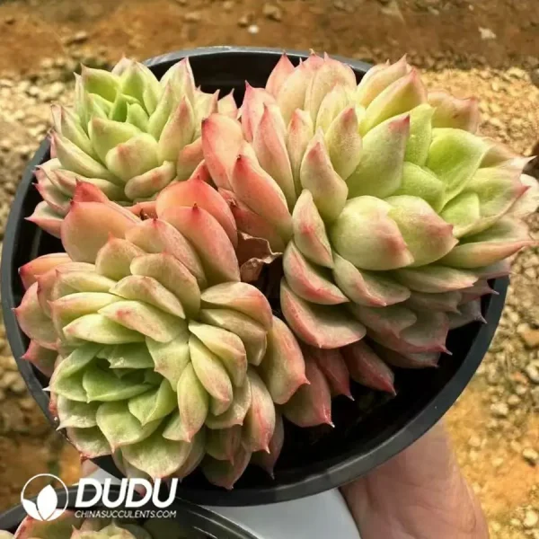 1756124960-1743661434-e201.webp Echeveria Lime Chili Clustering - Image 1