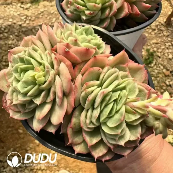 1756124961-1744365111-e202.webp Echeveria Lime Chili Clustering - Image 2
