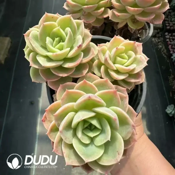 Echeveria Hami Melon Clustering - Image 2