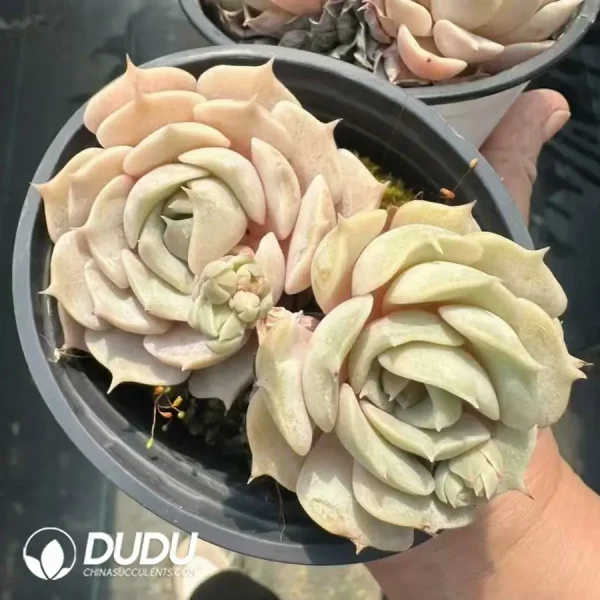 1756124966-1743661470-e201.webp Echeveria Lola Double Head - Image 1