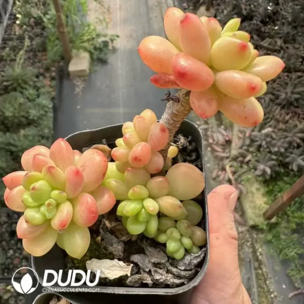 Sedum Shangri La Clustering - Image 1