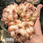 Echeveria Crystal Rose Clustering