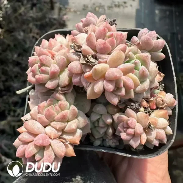 1756124977-1743661518-e201.webp (Scattered)Echeveria Prolifica Clustering - Image 1