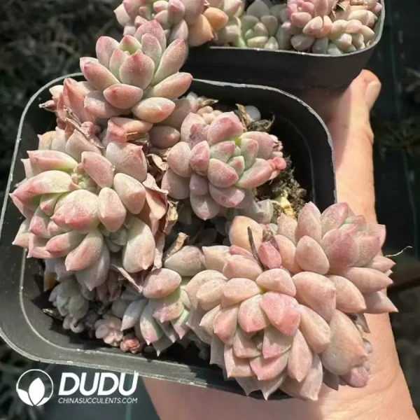 (Scattered)Echeveria Prolifica Clustering - Image 2