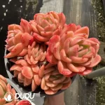 Echeveria Jade Ring Clustering