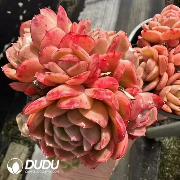 1756124987-1744365086-e202.webp Echeveria Jade Ring Clustering - Image 2