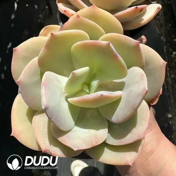 1756124988-1743661583-e201.webp Echeveria Hakuhou - Image 1