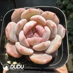 Echeveria Monroe