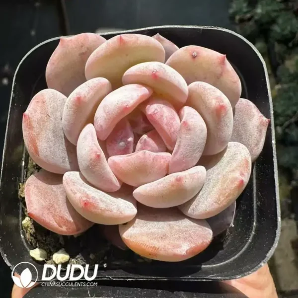 1756124990-1743661594-e201.webp Echeveria Monroe - Image 1