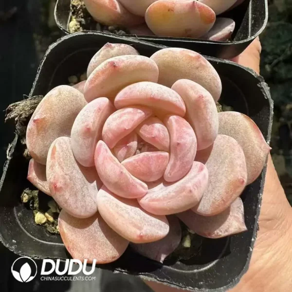1756124991-1744365080-e202.webp Echeveria Monroe - Image 2