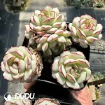 Echeveria Little Red Boat Multiple Heads Cluster