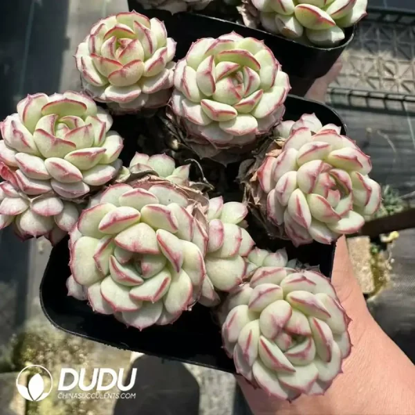 Echeveria Little Red Boat Multiple Heads Cluster - Image 2