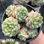 Panada Face Multiple Heads Cluster