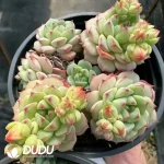 Panada Face Multiple Heads Cluster - Image 2