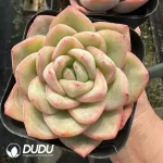 Echeveria Puff - Image 2