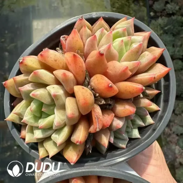Echeveria Pebbles Cluster - Image 2