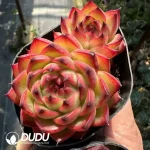 Echeveria Moonstone Double Heads