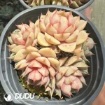 Echeveria Benba Multiple Heads Clustering