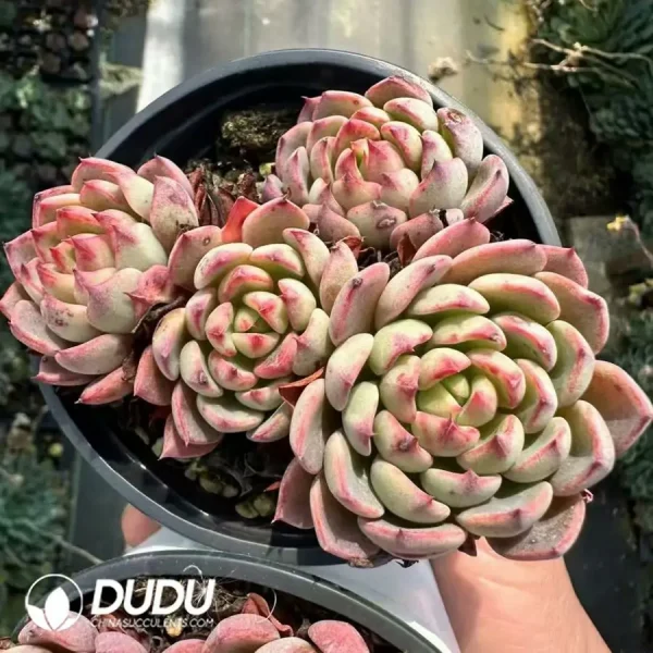 1756125019-1744365042-e202.webp Echeveria Nana Mini Hook Clustering - Image 2