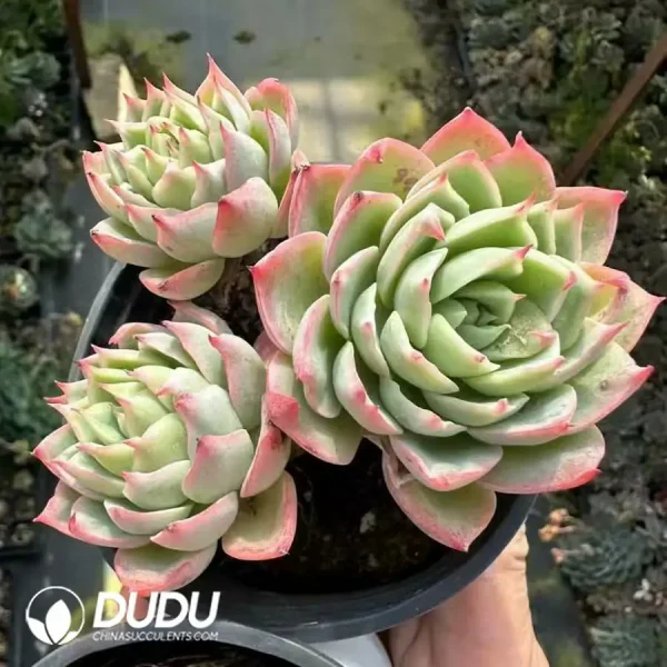 1756125020-1743661768-e201.webp Echeveria Pansy Clustering - Image 1