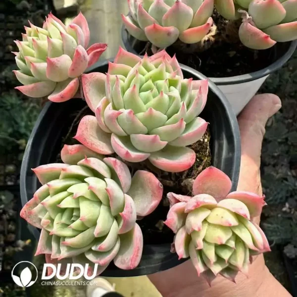 Echeveria Pansy Clustering - Image 2