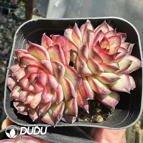 1756125022-1743661784-e201.webp Echeveria Pulidonis Christmas Double Heads - Image 1