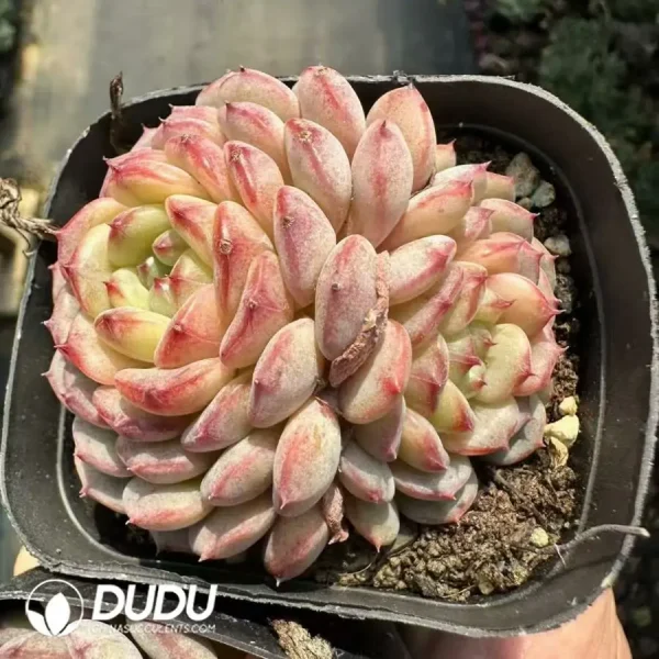 Echeveria Hani Double Heads - Image 1
