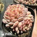 Echeveria Hani Double Heads - Image 2