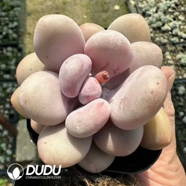 Pachyphytum Blue Haze - Image 1