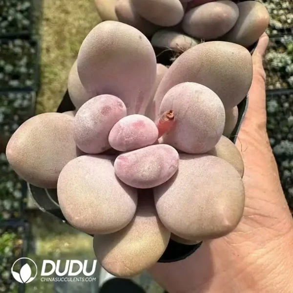 Pachyphytum Blue Haze - Image 2