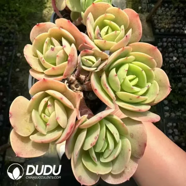 1756125029-1743661818-e201.webp Echeveria Peach Pride Clustering - Image 1