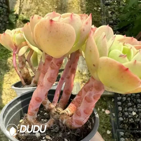 1756125030-1744365029-e202.webp Echeveria Peach Pride Clustering - Image 2