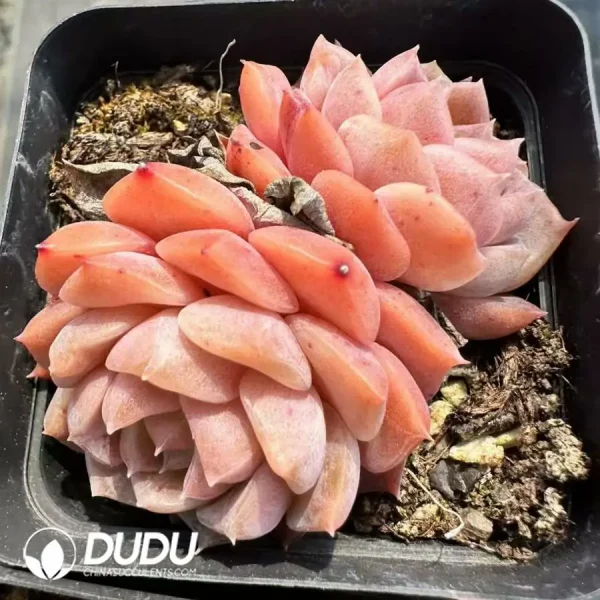 1756125033-1743661839-e201.webp Echeveria Pure Love Double Heads - Image 1