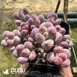 Sedum Commixtum Clustering(Scattered Clustering)