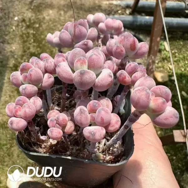 Sedum Commixtum Clustering(Scattered Clustering) - Image 2