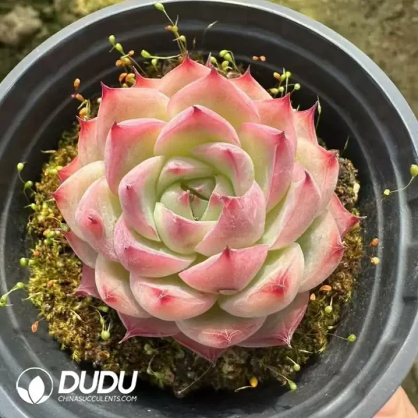 1756125040-1743661879-e201.webp Echeveria Pink Crystal - Image 1