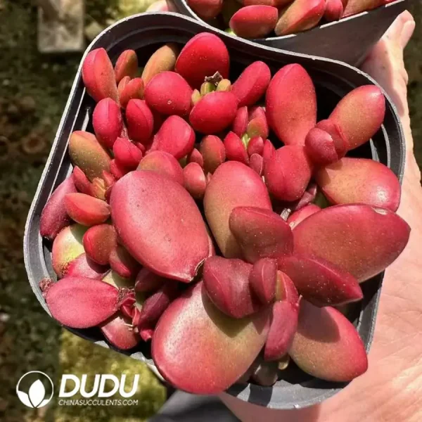 1756125045-1743661906-e201.webp Crassula Clavata - Image 1