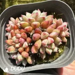 Echeveria subcorymbosa lau 030 Clustering