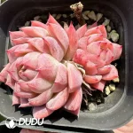 Echeveria Lonely Star Double Head