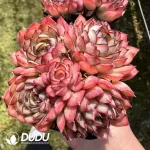 Echeveria Dream Rose Clustering