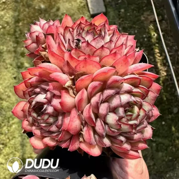 Echeveria Dream Rose Clustering - Image 2