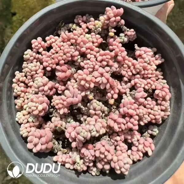 Sedum Caviar Cluster(Scattered Clustering) - Image 1