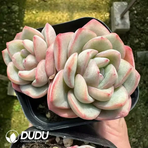 Echeveria Puff Double Head - Image 1