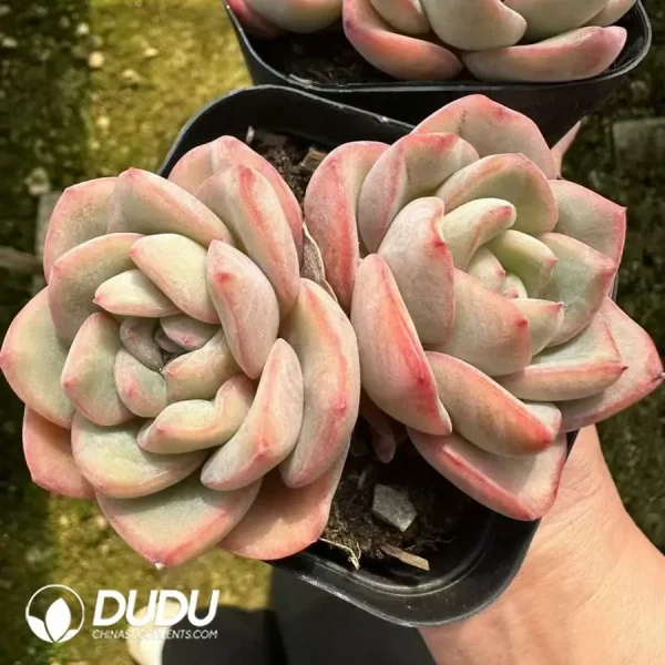 Echeveria Puff Double Head - Image 2