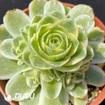 Aeonium Aureum Variegated Clustering