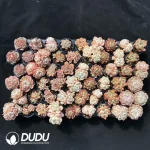 One-Piece Auction Dudu Collocation 2071