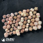 One-Piece Auction Dudu Collocation 2071 - Image 2