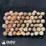 Dudu Collocation-2077