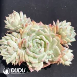 Echeveria Tippy Clustering